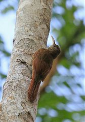 Dusky-capped Woodcreeper